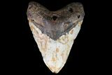 Bargain, Fossil Megalodon Tooth - North Carolina #75503-2